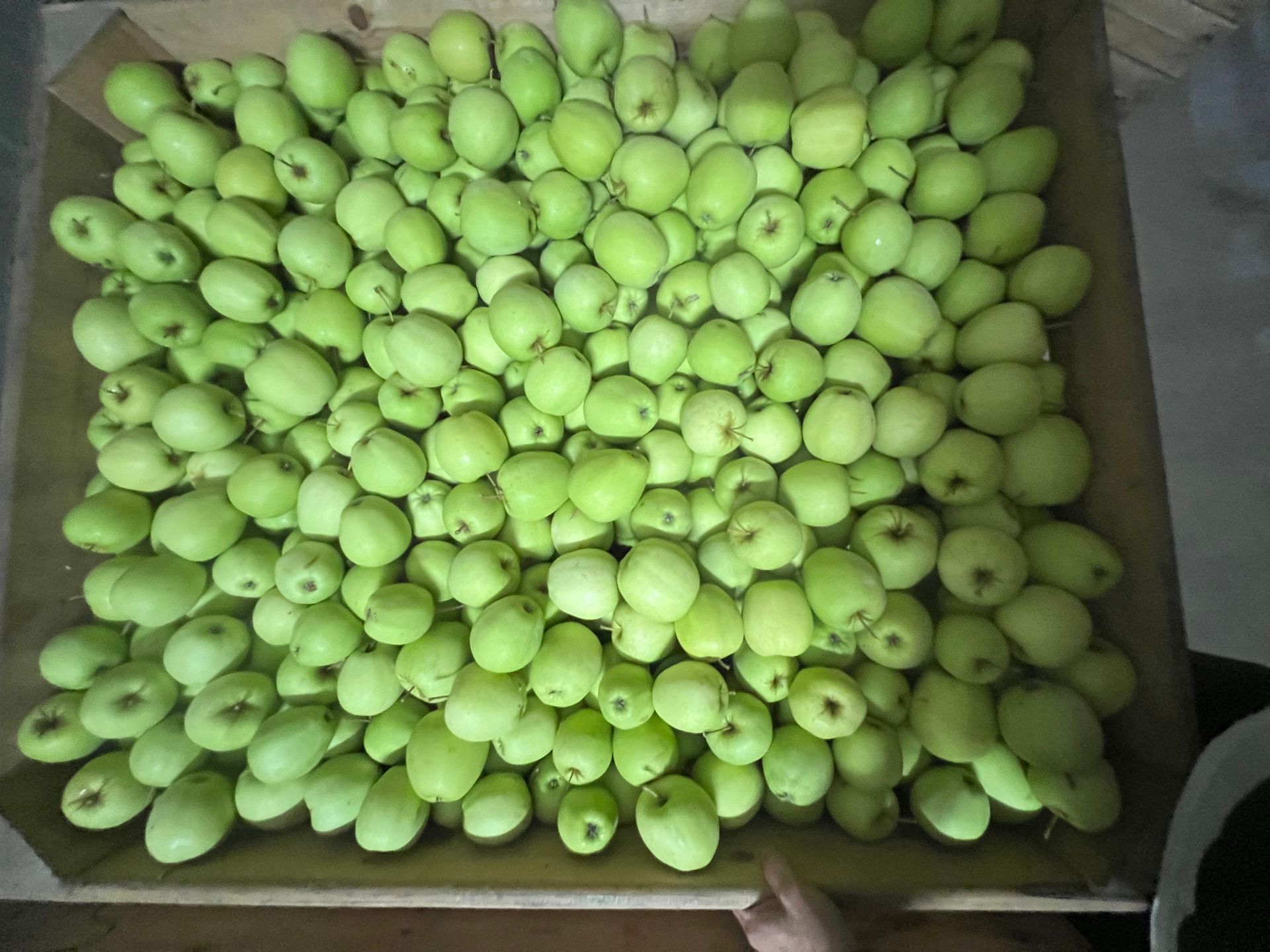 Golden Delicious