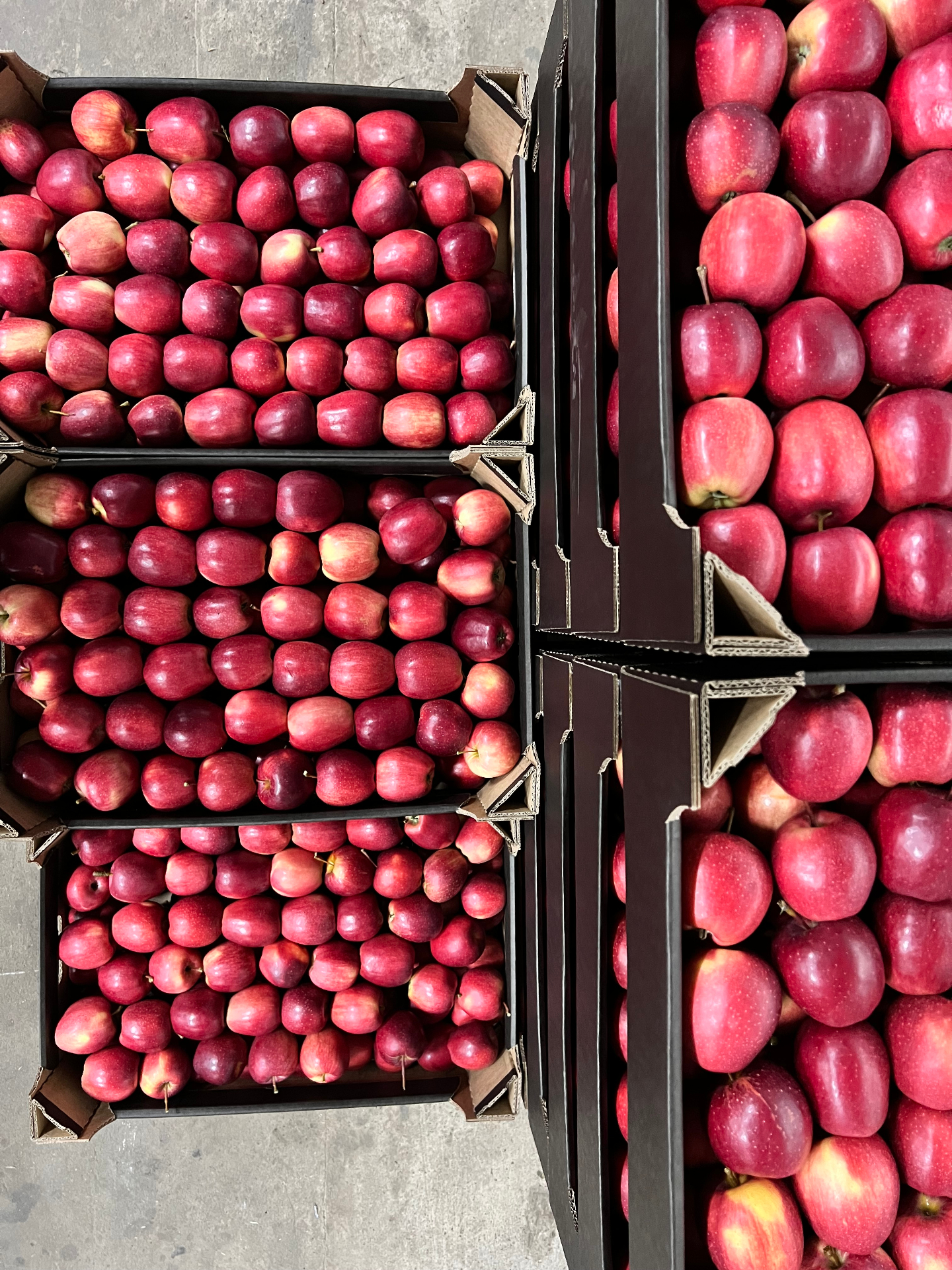 Gala apples in 13 kg cartons, top view